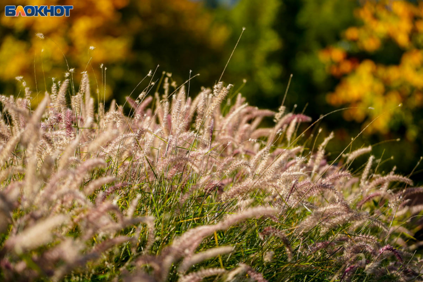 Ноябрьский понедельник начнется с +12 в Волгограде