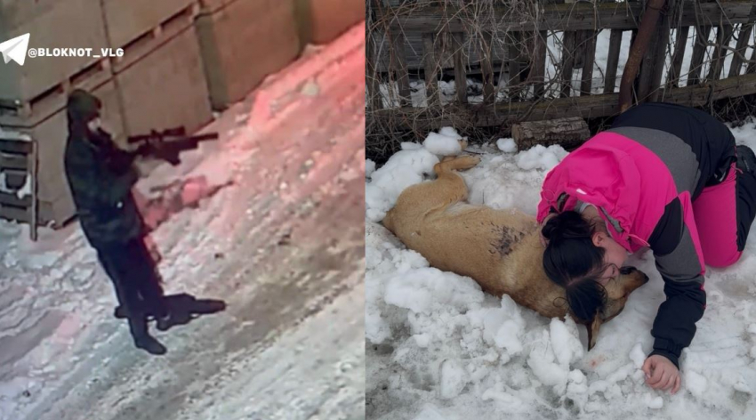 «Мой мальчик умер»: вооруженный мужчина убил собаку в Волгограде