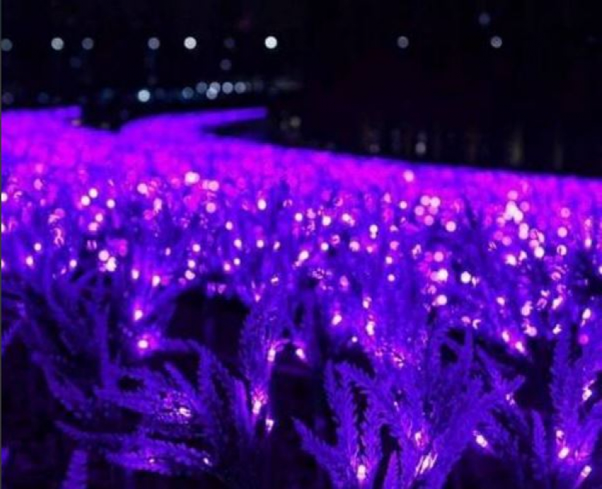 Центр Волгограда украсят светящимися полянами