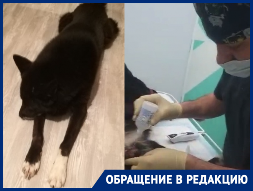 Домашнего пса покалечили безграмотной кастрацией в горпитомнике Волгограда