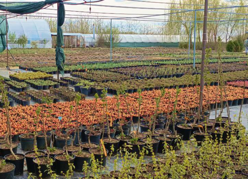 «Райский уголок»: Оазис зелени в самом сердце Волгоградской области