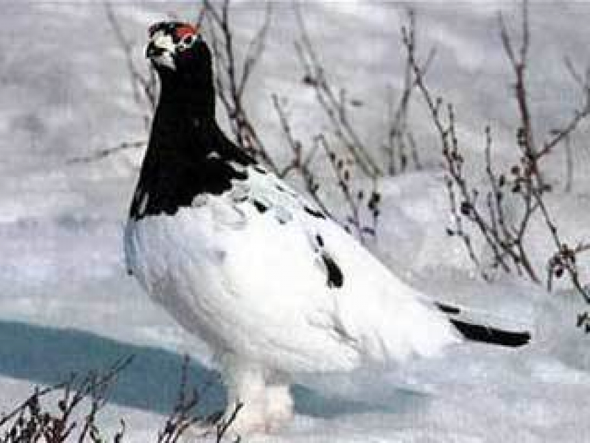 Под Волгоградом двум мужчинам грозит до 2 лет лишения свободы за подстреленных куропаток