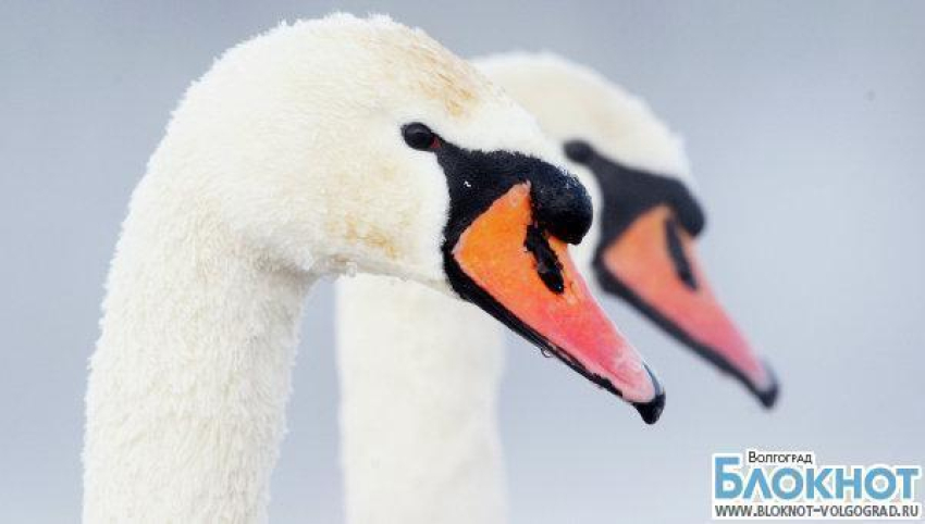 В Волгоградской области лебедя спасли от морозов и одиночества