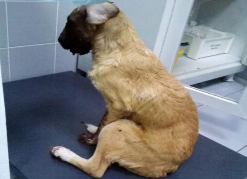 Звезда «Дома-2» присоединился к спасению щенка с тяжелым огнестрельным ранением в челюсть из Волгограда