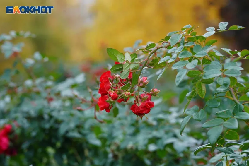 Заморозки до -5 надвигаются на Волгоградскую область 