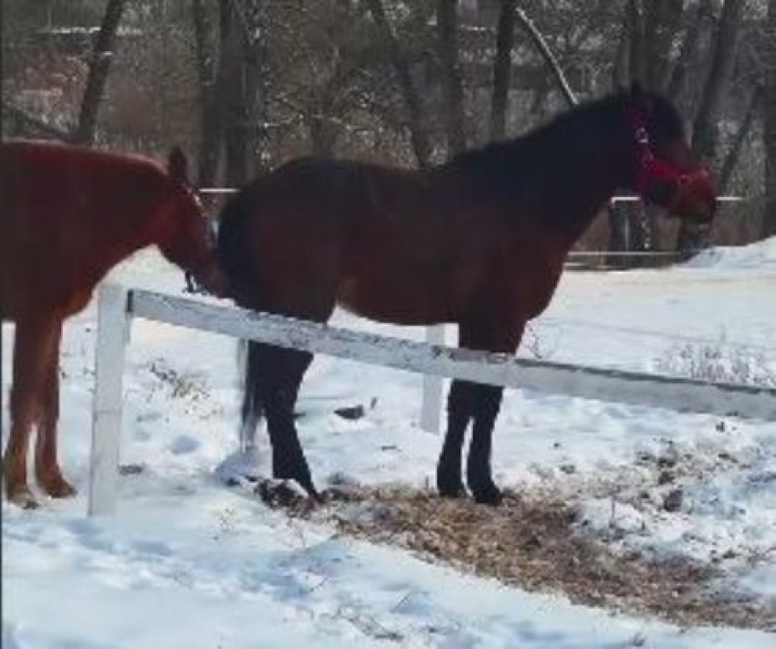 Жалобу написал аноним на волгоградский конный клуб, где убили и травили лошадей 