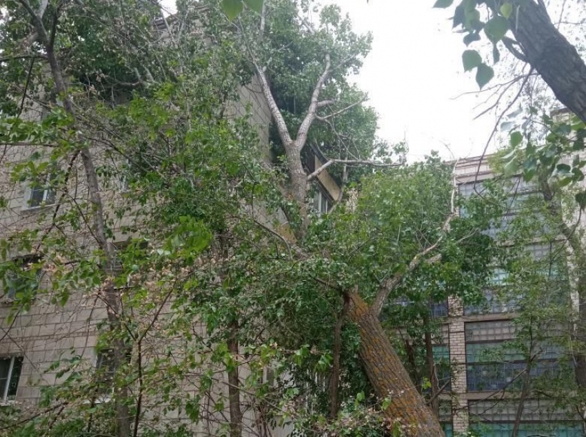 В Волгограде штормовой ветер повалил дерево на пятиэтажку 