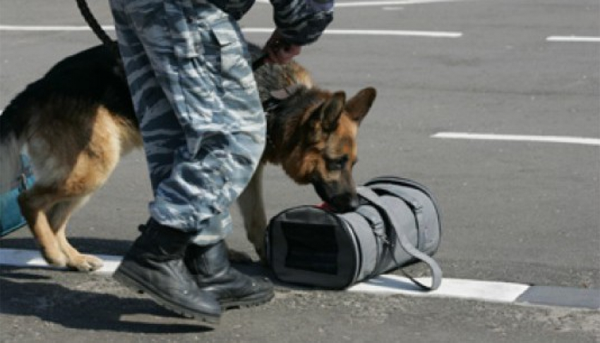 На трассе «Волгоград-Урюпинск» у пассажира маршрутки собака обнаружила наркотик 