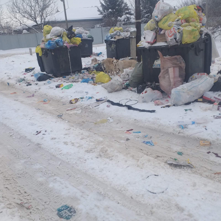 Собаки растаскивают помои по всей округе: в Волгограде месяц не вывозят мусор 