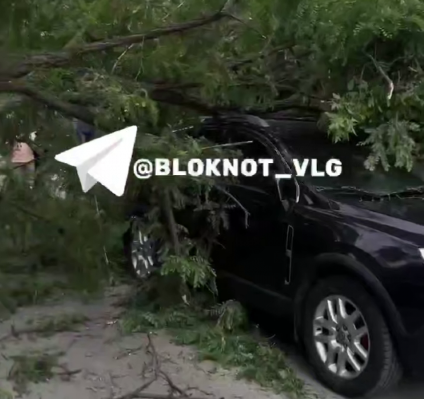 «Люди успели отбежать»: штормовой ветер рушит деревья в Волгограде