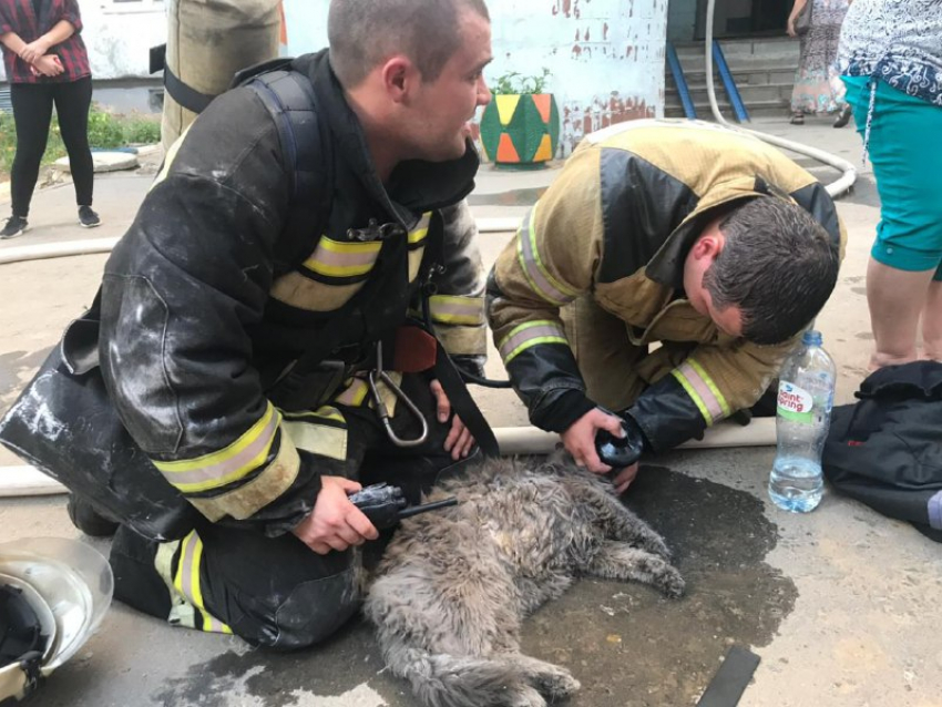 В Волгограде при пожаре на 8-й Воздушной Армии пришлось спасать кошку с помощью дыхательного аппарата