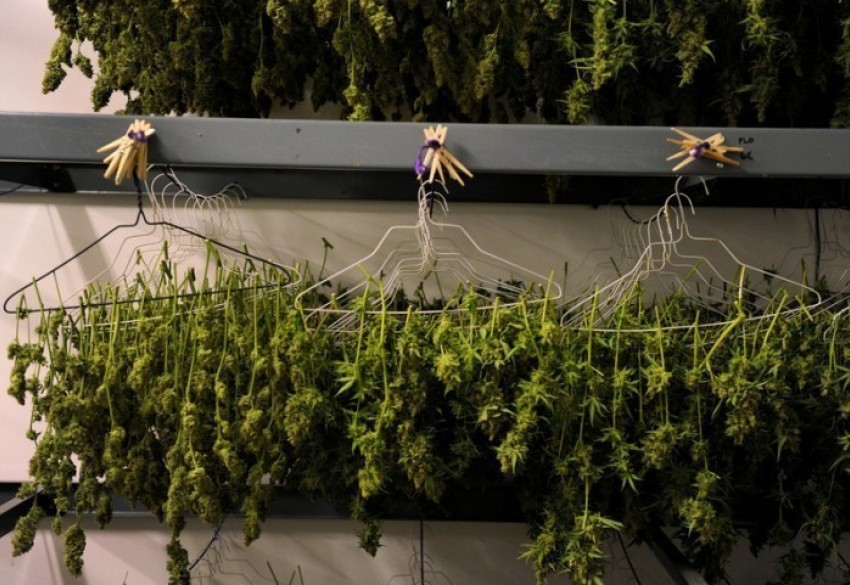 Камышанин выгнал из дома мать, мешавшую сушить марихуану