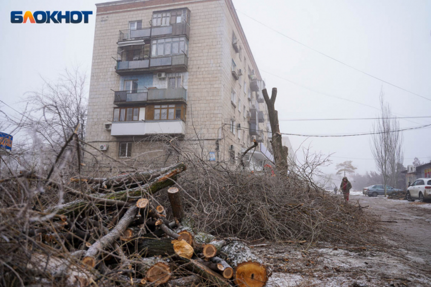 Масштабную вырубку деревьев запланировали в Волгограде ради благоустройства