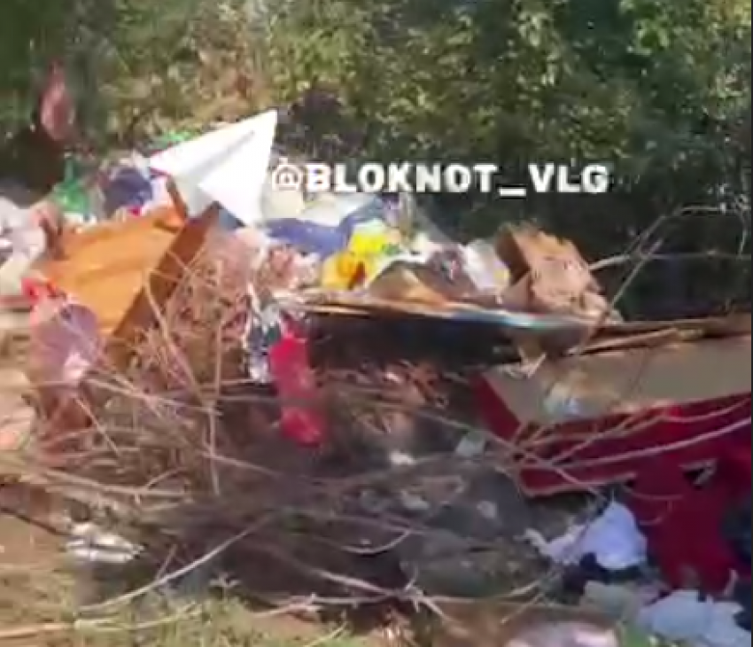 Гигантская свалка с крысиным семейством появилась в Волгограде – видео