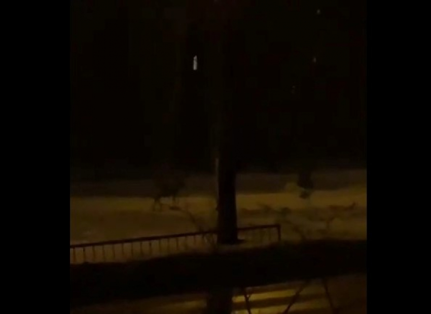 По ночному Волгограду разгуливала косуля: олененка сняли на видео
