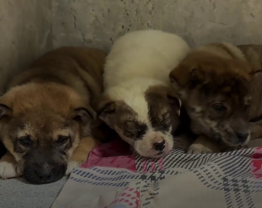 Трех щенков выбросили в мусорку перед Новым годом в Волгограде