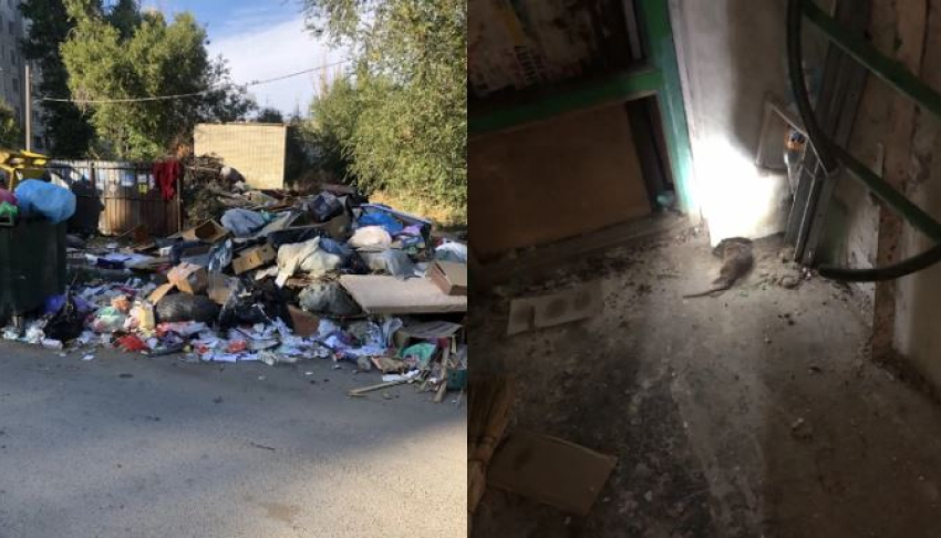 Несознательных жильцов обвинила в свалке с крысами волгоградская УК