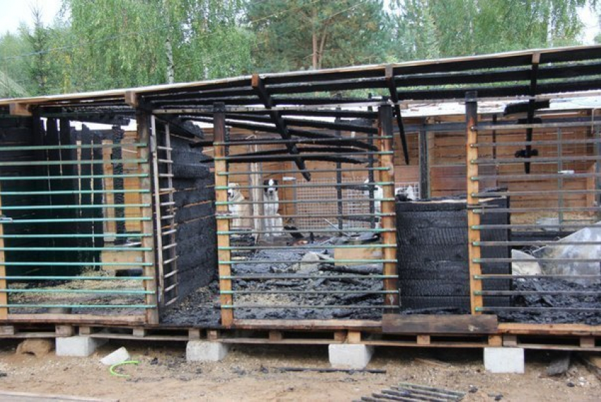 В центре Волгограда неизвестные подожгли вольер для собак