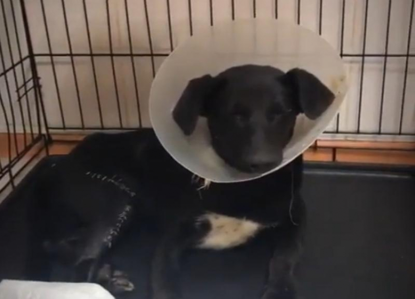 «Штопаный-перештопанный»: с жуткими переломами лап спасают щенка в Волгограде