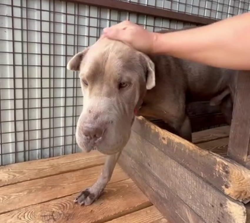 Шарпей-скиталец едва не откусил полруки спасительнице в Волгограде