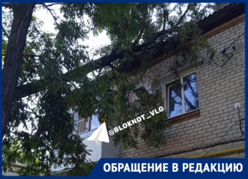 Ураган обрушил дерево на крышу МКД в Волгограде