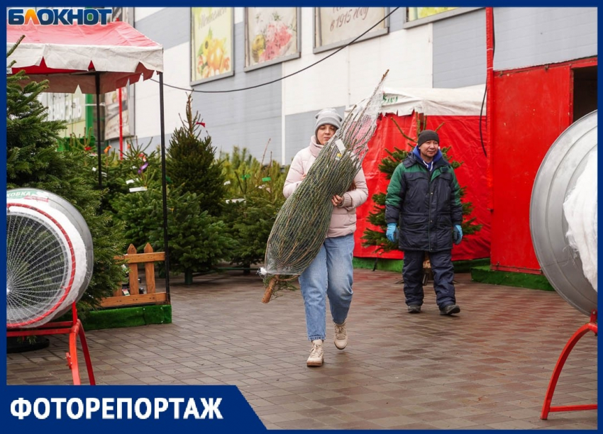 Отдать 30 тысяч за новогоднюю пихту готовы жители Волгограда: «Мы не богачи, это база»