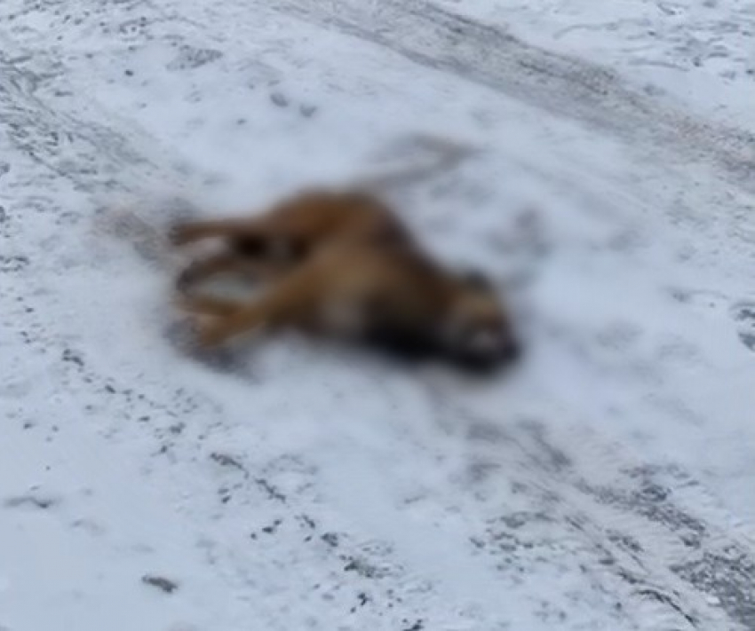 Массовую травлю собак начали в Волгограде: жуткую смерть сняли на видео