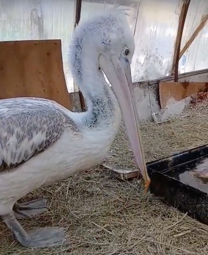 Разговаривающего пеликана сняли на видео в Волгограде 