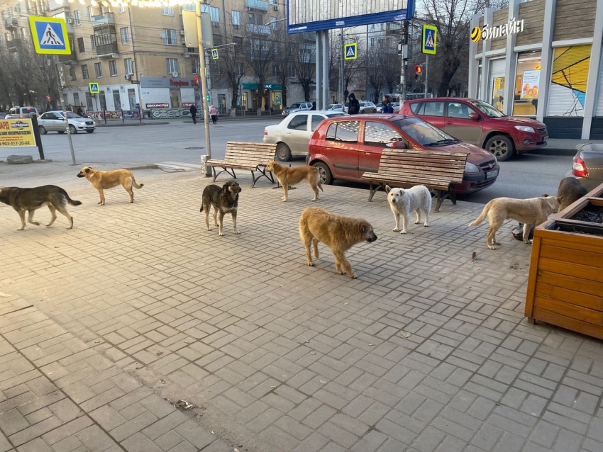 Волгоградцы не верят, что власти решат проблему с бродячими собаками