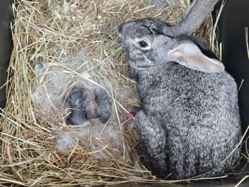 У крольчихи начались роды в центре Волгограда - видео
