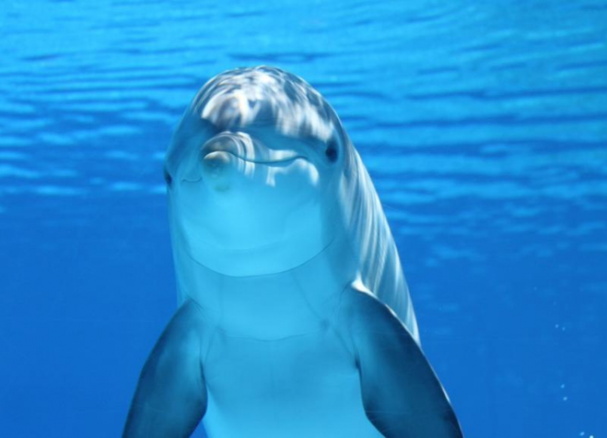 Против строительства дельфинария с петицией выступают волгоградцы
