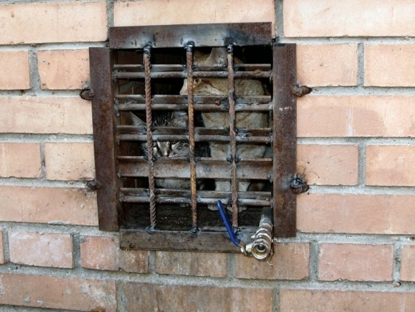 Волгоградские зоозащитники  потребовали от администрации прекратить замуровывать кошек в подвалах 