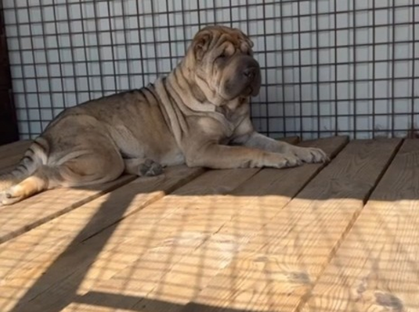 История чуда из волгоградского приюта: семья влюбилась в брошенного шарпея