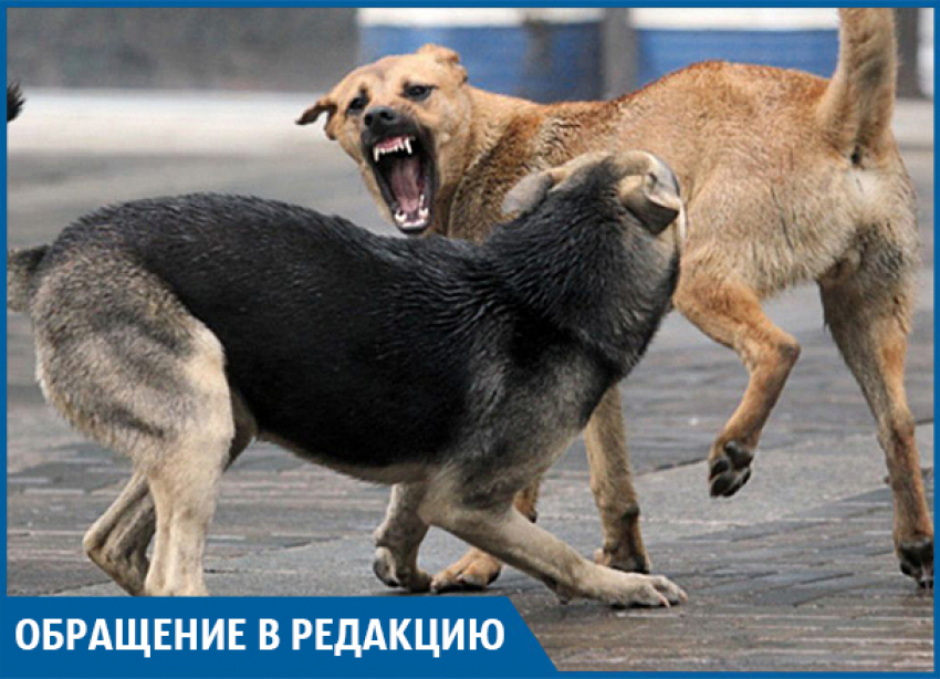 Пенсионерка серьезно пострадала после атаки собак на севере Волгограда 