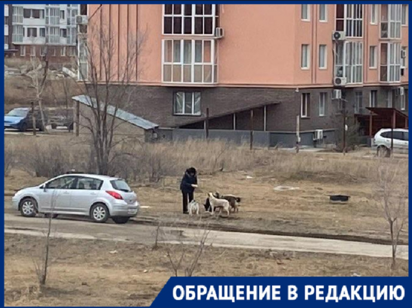 Кормят ведрами еды и уезжают: старушки заботятся о бросающихся на детей собаках в Волгограде
