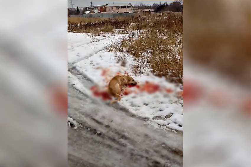 Умирающую после расстрела собаку сняли на видео у поста ДПС шокированные волгоградцы