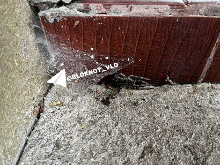 Грозного южнорусского тарантула встретил волгоградский дачник 