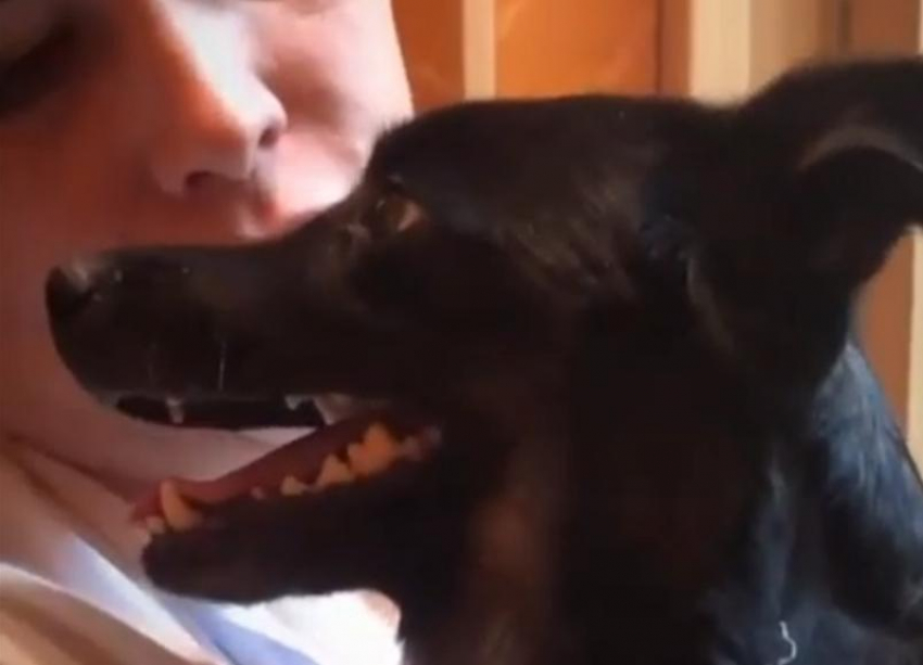 «Одной лапой в могиле»: собаку с контузией легких и травматическим шоком вытащили с того света в Волгограде