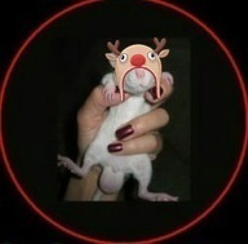 Волгоградцы создали в Сети группу по поиску автомобильных воров 