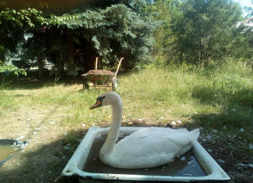 Лебедей в парке Камышина держат в поддонах с горячей водой