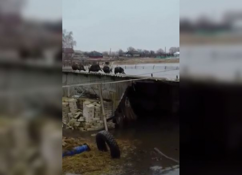 Скот спасается на крышах, имущество уничтожено: Киквидзенский район ушел под воду
