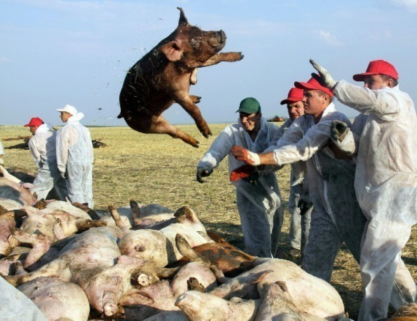 В Волгоградской области введен запрет на торговлю свининой на рынках