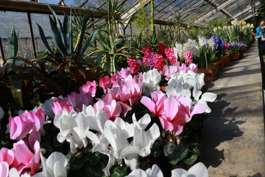 Волгоградцы устроили аншлаг на выставке весенних первоцветов