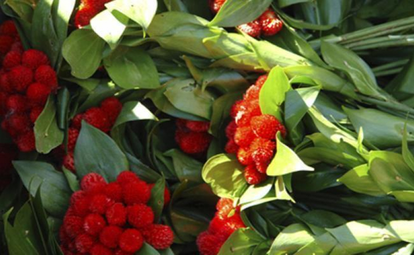 В Волгоградской области перед 8 марта изъято 119 запрещенных к продаже растений