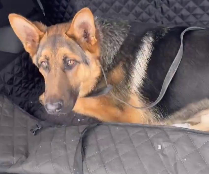 Приговоренный заводчиком к усыплению щенок-инвалид Барт вернулся из московской клиники