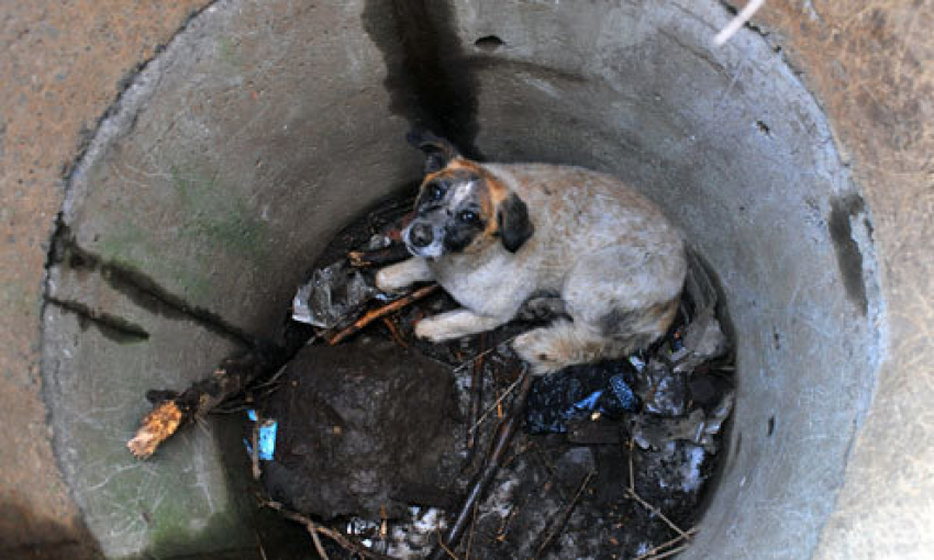 Под Волгоградом спасатели вызволили собаку из колодца
