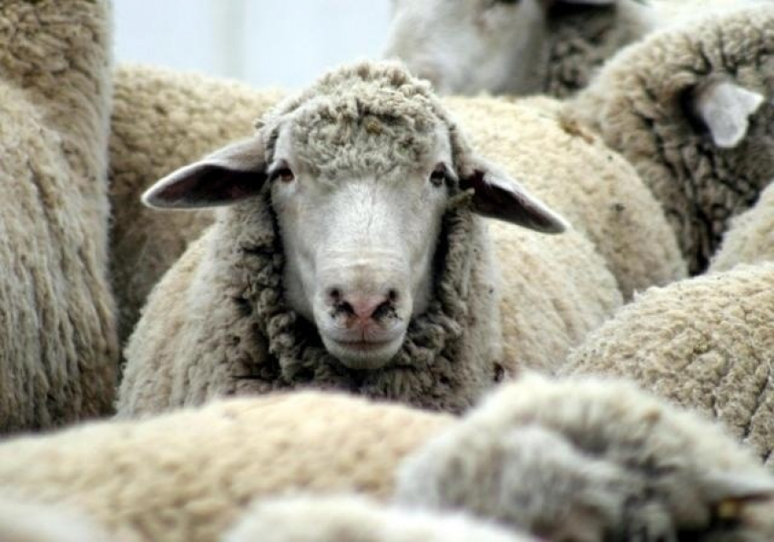 Отару овец и козу незаметно украли у фермера под Волгоградом