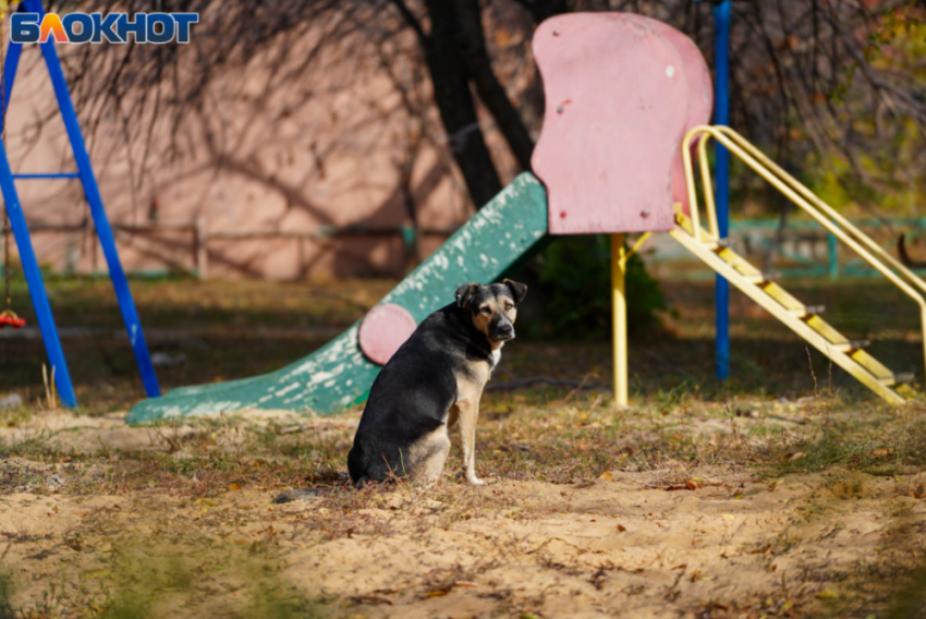 В Волгограде назвали места, где запретят кормить собак