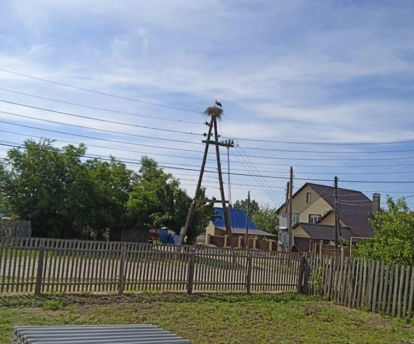 «Прошло 8 дней, уже не держится на лапах»: в Волгоградской области просят спасти оставшегося в гнезде аистенка 