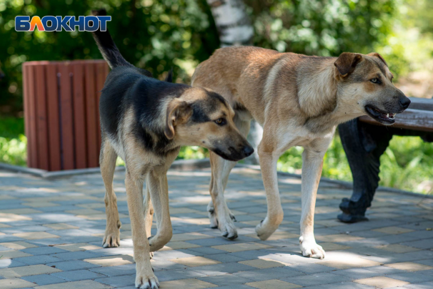 «Принимается решение о профилактике бешенства»: волгоградца искусали собаки в приюте